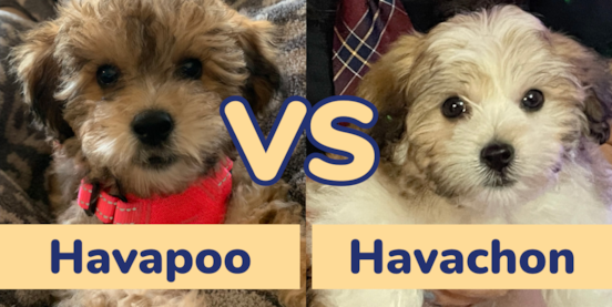 Havapoo vs Havachon Comparison