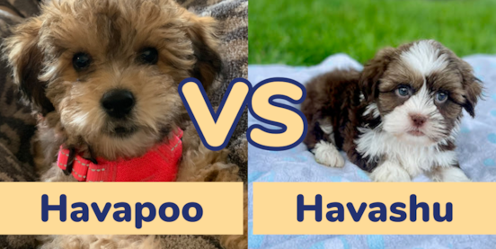 Havapoo vs Havashu Comparison