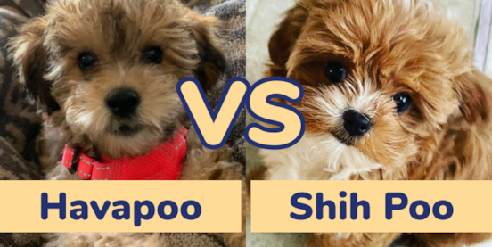 Havapoo vs Shih Poo Comparison