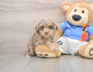 7 week old Havapoo Puppy For Sale - Lone Star Pups