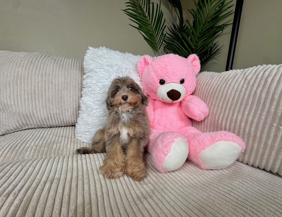 Best Havapoo Baby