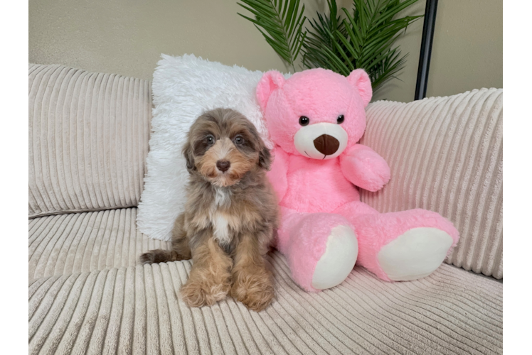 Cute Havapoo Poodle Mix Pup