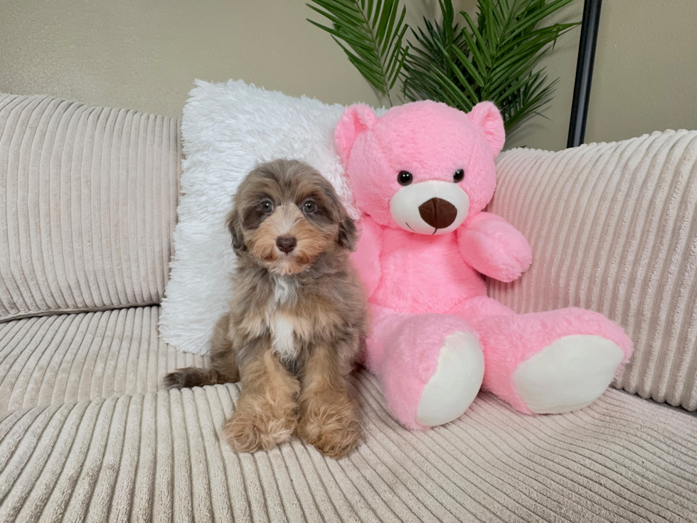 Cute Havapoo Poodle Mix Pup