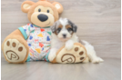 Havapoo Pup Being Cute
