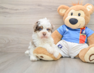 7 week old Havapoo Puppy For Sale - Lone Star Pups