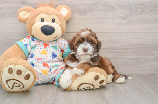 Sweet Havapoo Baby