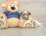 8 week old Havapoo Puppy For Sale - Lone Star Pups