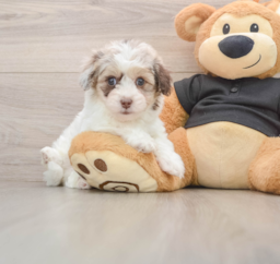 8 week old Havapoo Puppy For Sale - Lone Star Pups