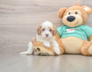 5 week old Havapoo Puppy For Sale - Lone Star Pups