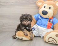 7 week old Havapoo Puppy For Sale - Lone Star Pups