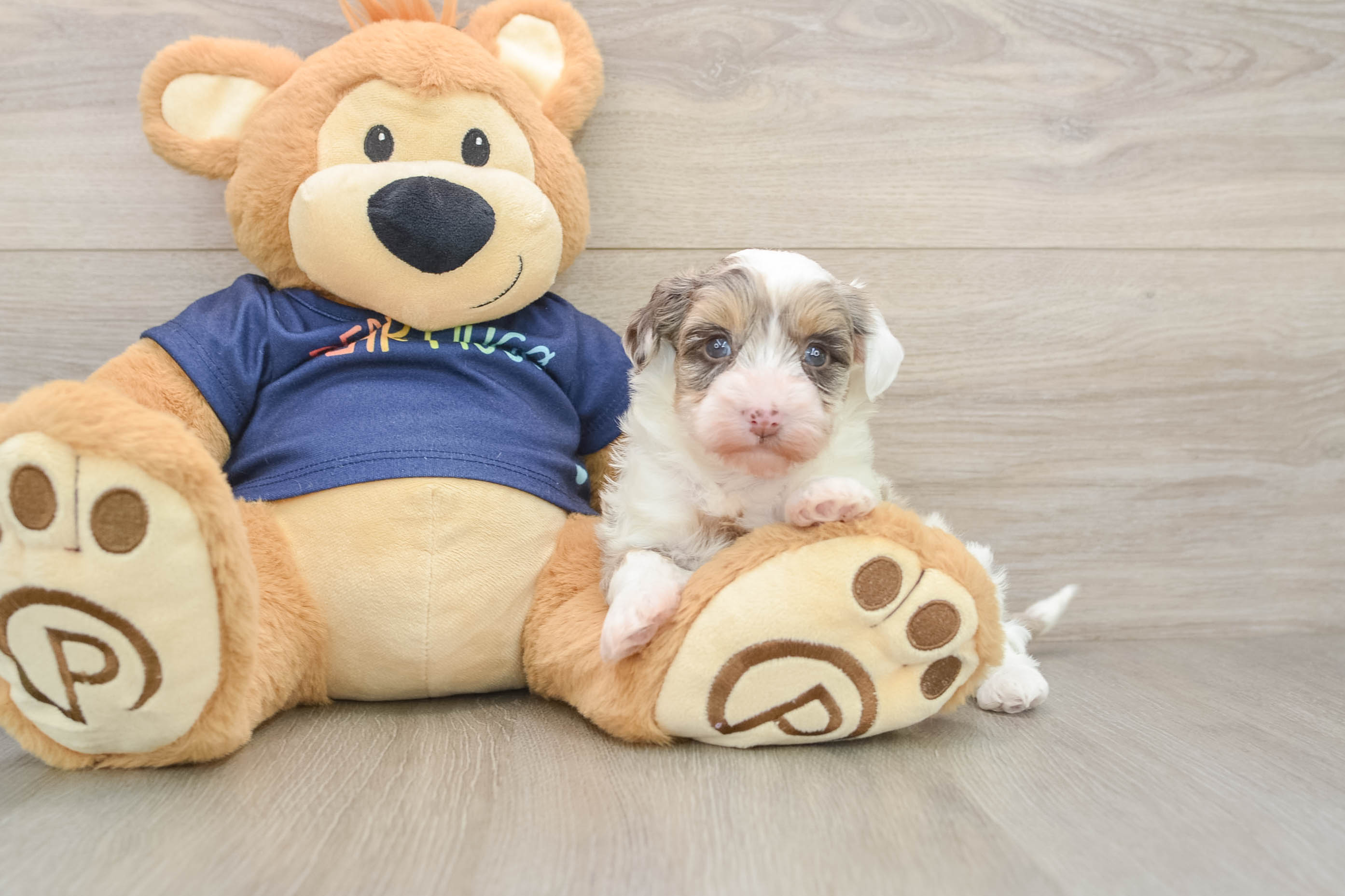Energetic Havadoodle Poodle Mix Puppy