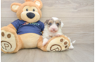 Energetic Havadoodle Poodle Mix Puppy