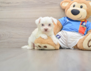 5 week old Morkie Puppy For Sale - Lone Star Pups