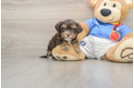 Havashire Puppy for Adoption