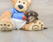 5 week old Morkie Puppy For Sale - Lone Star Pups