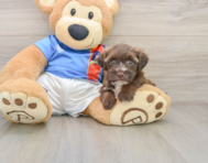 5 week old Morkie Puppy For Sale - Lone Star Pups