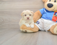 5 week old Morkie Puppy For Sale - Lone Star Pups