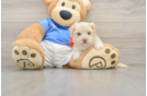 Havashire Puppy for Adoption