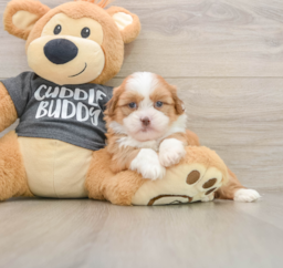 6 week old Havashu Puppy For Sale - Lone Star Pups