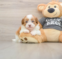 6 week old Havashu Puppy For Sale - Lone Star Pups