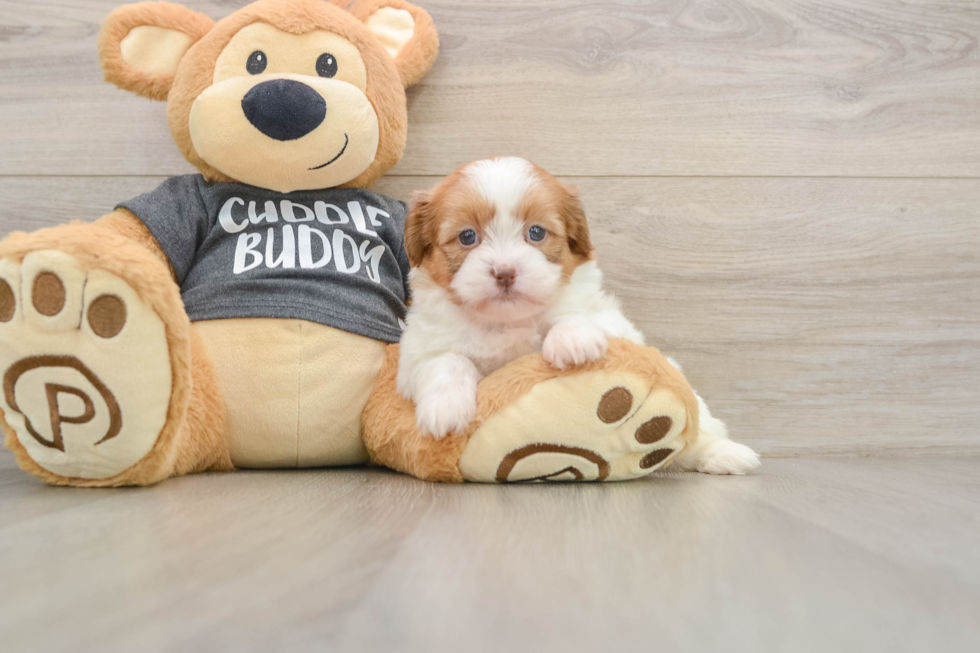 Havashu Puppy for Adoption