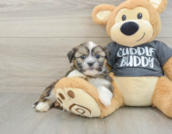 5 week old Havashu Puppy For Sale - Lone Star Pups
