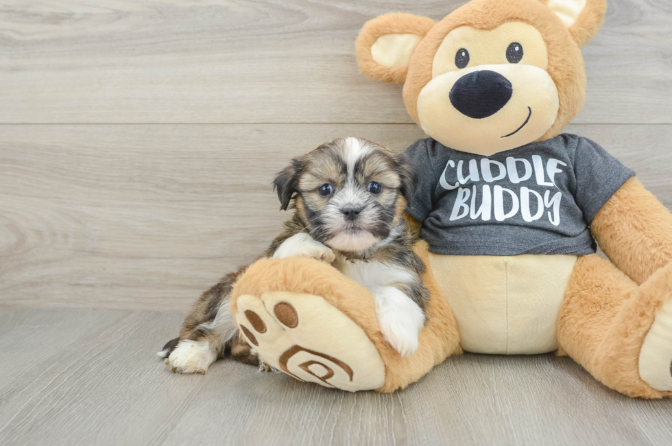 6 week old Havashu Puppy For Sale - Lone Star Pups