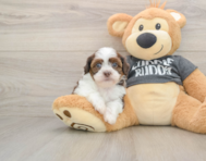 5 week old Havashu Puppy For Sale - Lone Star Pups