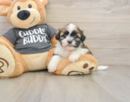 5 week old Havashu Puppy For Sale - Lone Star Pups