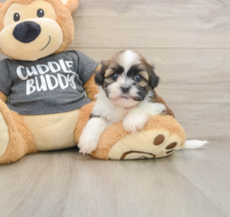 5 week old Havashu Puppy For Sale - Lone Star Pups