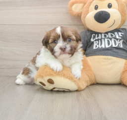 5 week old Havashu Puppy For Sale - Lone Star Pups