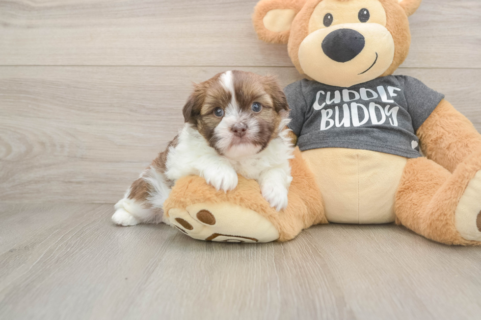 Havashu Puppy for Adoption