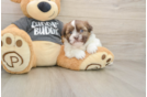 Havashu Puppy for Adoption
