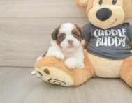 5 week old Havashu Puppy For Sale - Lone Star Pups