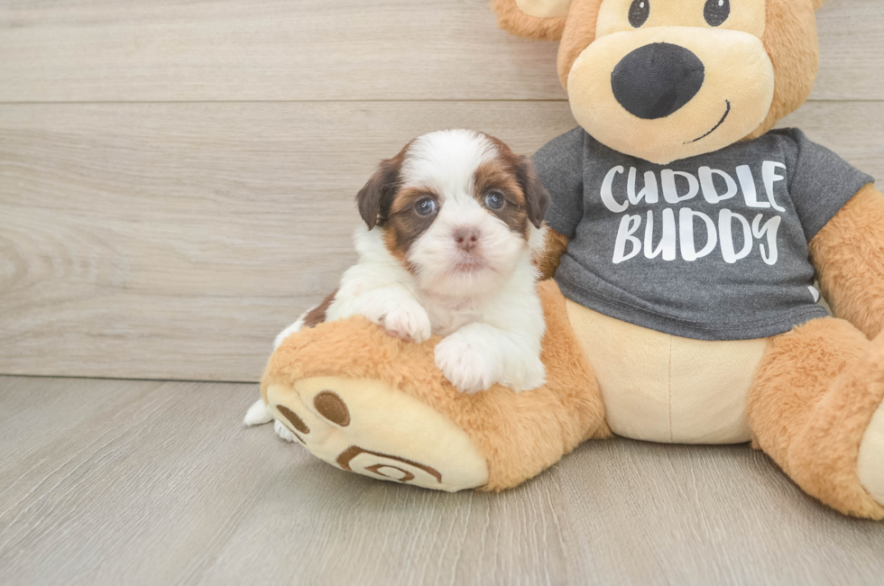 5 week old Havashu Puppy For Sale - Lone Star Pups