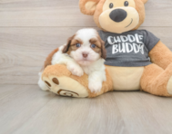 5 week old Havashu Puppy For Sale - Lone Star Pups