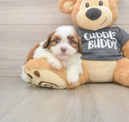 5 week old Havashu Puppy For Sale - Lone Star Pups