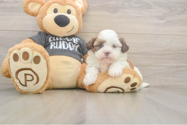 Playful Havanese Shih Tzu Mix Designer Puppy