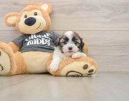 5 week old Havashu Puppy For Sale - Lone Star Pups