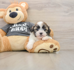 5 week old Havashu Puppy For Sale - Lone Star Pups