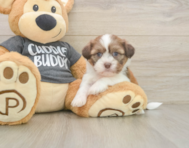 5 week old Havashu Puppy For Sale - Lone Star Pups