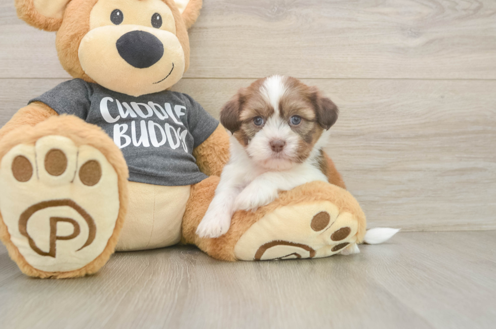 5 week old Havashu Puppy For Sale - Lone Star Pups