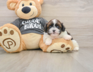 5 week old Havashu Puppy For Sale - Lone Star Pups