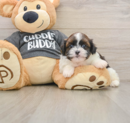 5 week old Havashu Puppy For Sale - Lone Star Pups