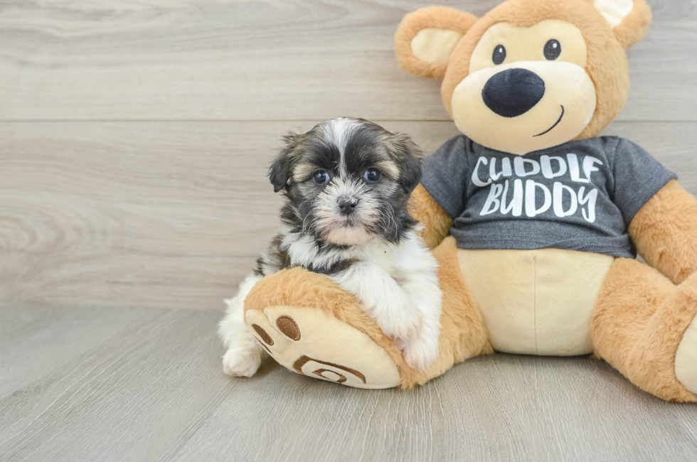 6 week old Havashu Puppy For Sale - Lone Star Pups