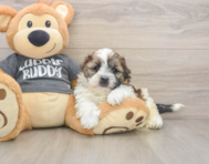 5 week old Havashu Puppy For Sale - Lone Star Pups