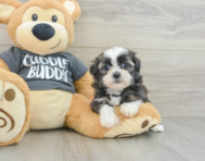 5 week old Havashu Puppy For Sale - Lone Star Pups