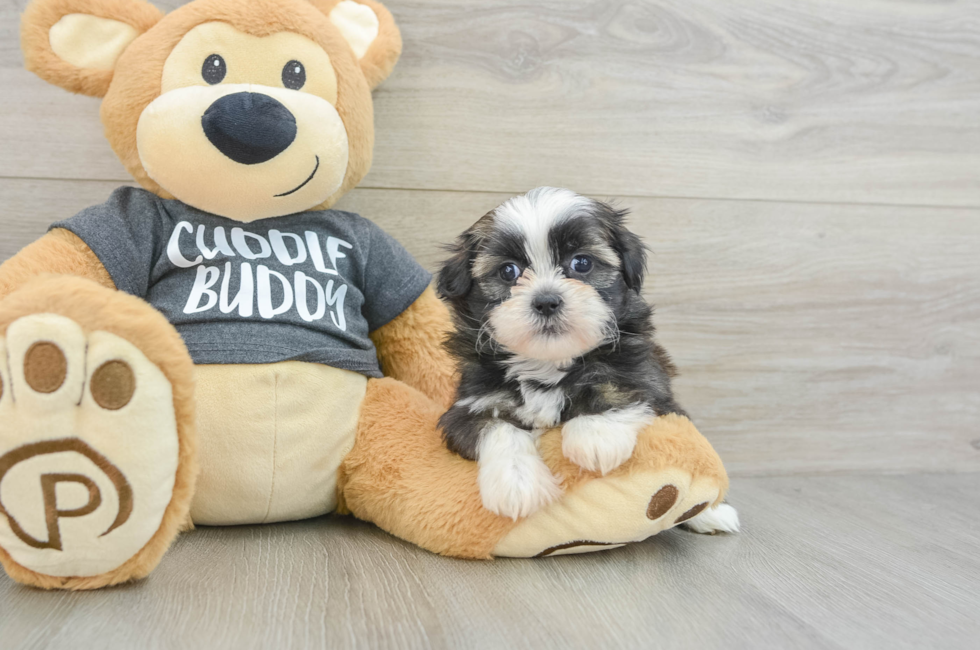 6 week old Havashu Puppy For Sale - Lone Star Pups