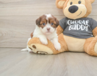 5 week old Havashu Puppy For Sale - Lone Star Pups