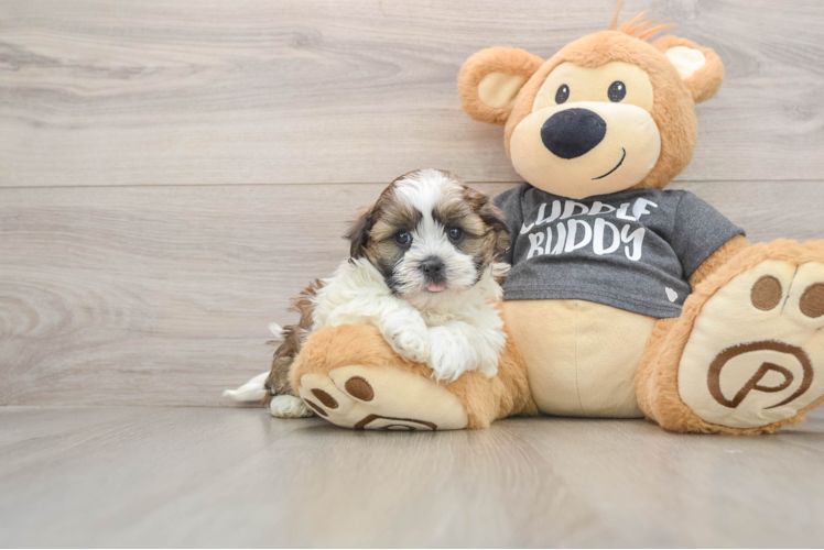 Funny Havashu Designer Pup